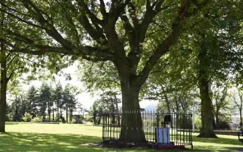 Vote Woodvale Park's war memorial oak for European Tree of the Year
