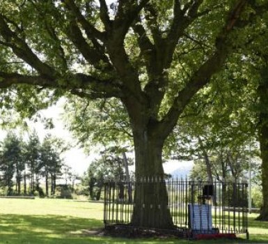 Vote Woodvale Park's war memorial oak for European Tree of the Year